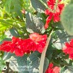 Salvia splendens ফুল