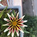 Gazania linearisFlower