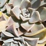 Graptopetalum paraguayense পাতা