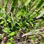 Turraea mombassana Φύλλο