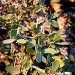Maerua crassifolia Hoja