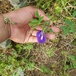 Clitoria ternatea 葉