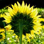 Helianthus annuus Flower