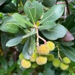 Arbutus andrachne पत्ता