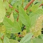 Amaranthus hybridus Leaf