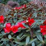 Rhododendron haematodes অভ্যাস