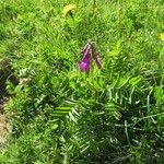 Hedysarum hedysaroides Flower