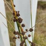 Scirpoides holoschoenus Flor