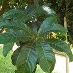 Pouteria caimito Leaf
