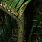 Oncocalamus mannii Bark
