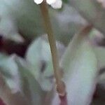Crassula orbicularis പുറംതൊലി