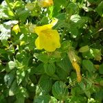 Erythranthe guttata Fleur