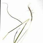 Heteropogon contortus Otro