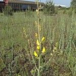 Linaria genistifolia Цвят