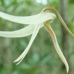 Dendrobium fractiflexum Flower