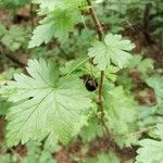 Ribes lacustre Лист