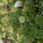 Saxifraga sedoidesFlower