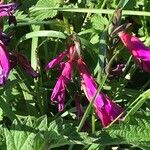 Gladiolus italicus Leaf