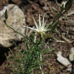 Crupina vulgaris Folha