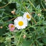 Erigeron karvinskianusFlower