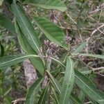 Psychotria guillauminiana Характер