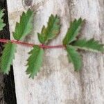 Sanguisorba minor Yaprak