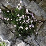 Petrocoptis pyrenaica Flower