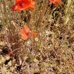 Papaver dubiumFlower