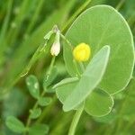 Coronilla scorpioides Plod