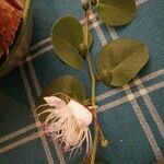 Capparis spinosa 葉