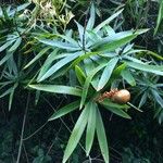 Dracaena usambarensis Habitus