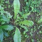 Crepis mollis Habitus