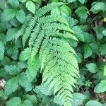 Dryopteris expansa Leaf