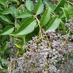 Ligustrum lucidum Плід