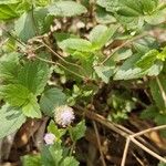 Praxelis clematidea Floare