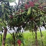 Miconia impetiolaris Habitus