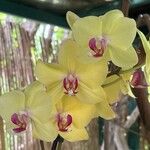 Cymbidium devonianum Цвят