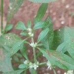 Alternanthera sessilisΦύλλο