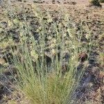 Gomphocarpus integer Habit