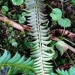 Polystichum lonchitis Žievė