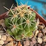 Thelocactus leucacanthus