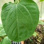 Thunbergia battiscombei Leaf