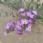 Marcus-kochia littorea Flower