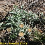 Centaurea jordaniana 形態