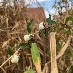 Symphoricarpos albusFrutto