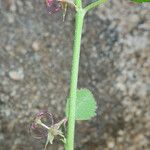 Ayenia compacta Habit