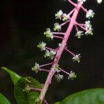 Phytolacca rivinoides 花