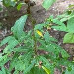 Ludwigia alternifolia Folio