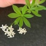 Galium odoratumBlomst