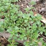 Stemodia verticillata Blatt